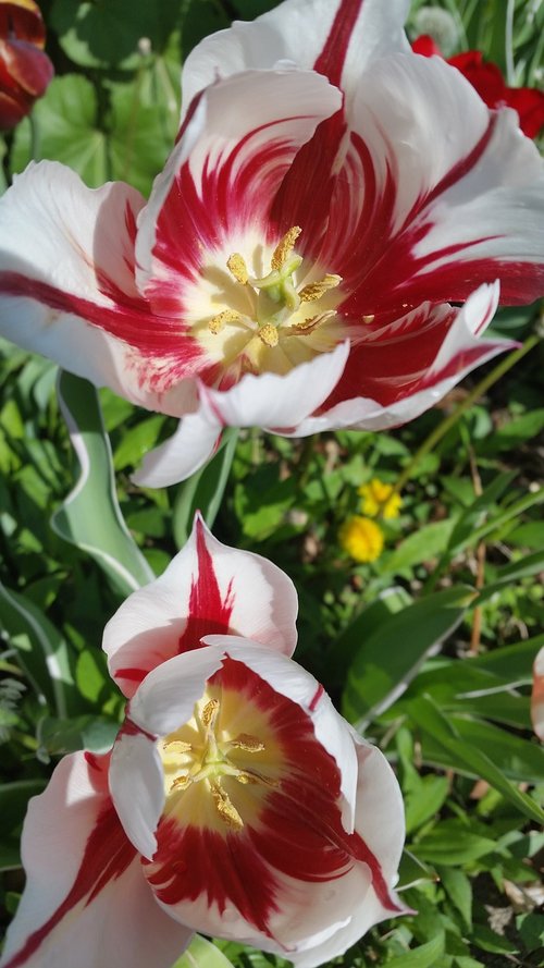 spring  tulips  flowers