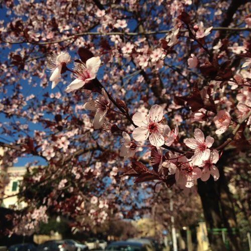 spring flower tree