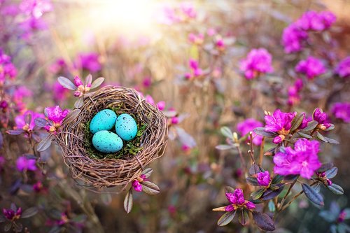 spring  bird's nest  eggs