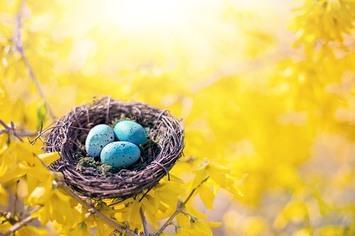 spring  bird's nest  eggs