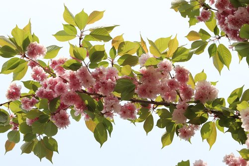 spring  bud  nature