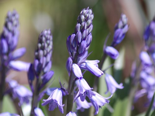 spring  bluebells  flowers
