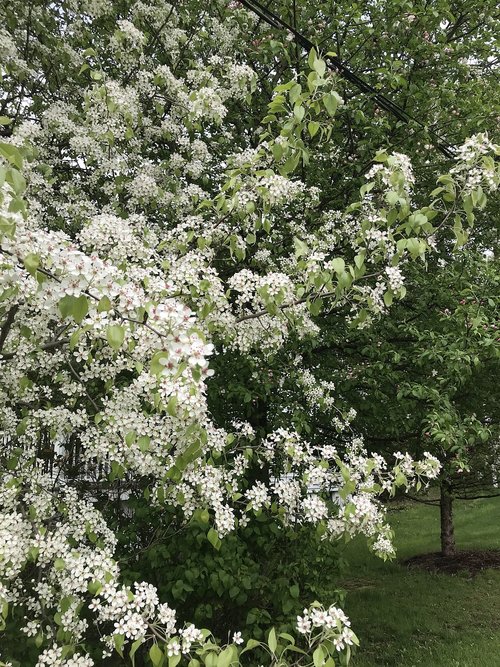 spring  tree  nature