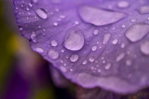 spring  rain  flower
