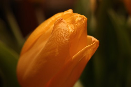 spring  tulip  flower