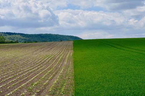 spring  agriculture  field