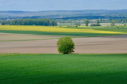 spring  fields  nature