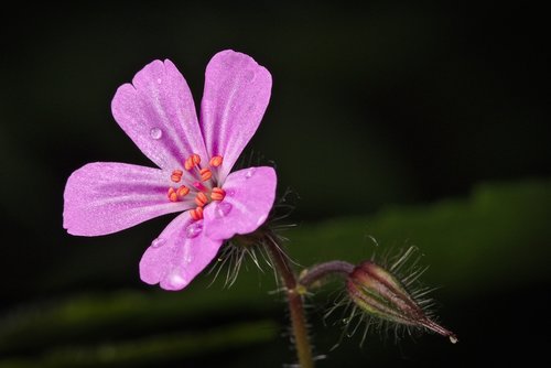 spring  cranesbill  nature