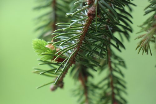 spring  nature  green