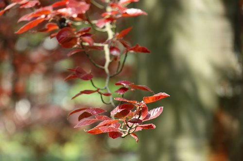 spring  nature  sprig