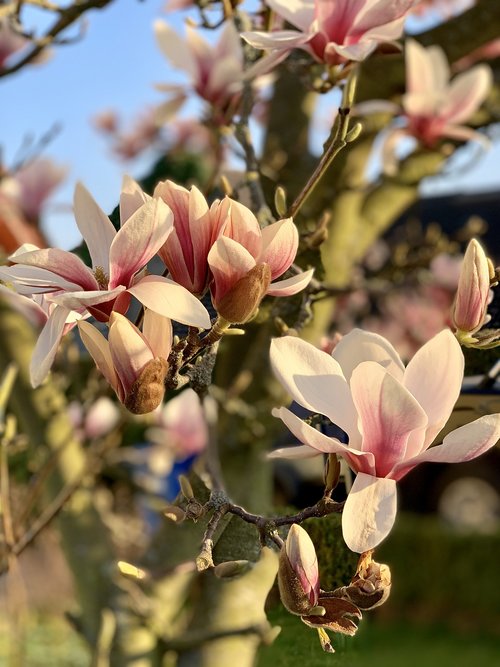 spring  magnolia  plant