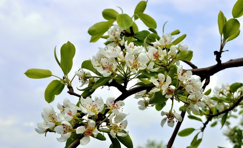spring  sad  pear tree