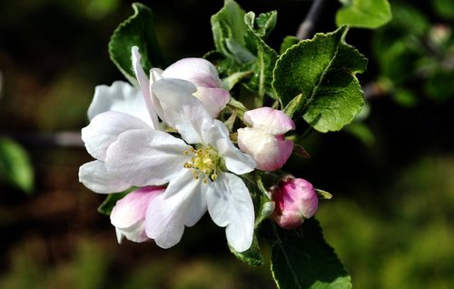 spring  garden  apple