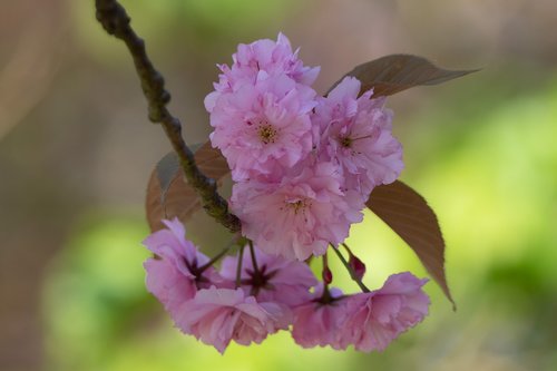 spring  blossom  almond blossom