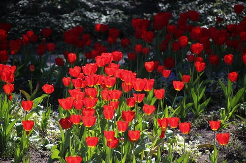 spring  tulips  sun