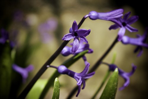 spring  flower  nature