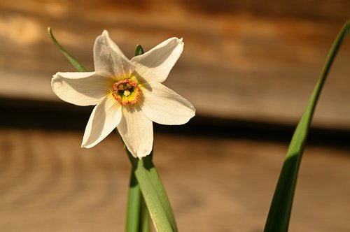 spring  flower  narcissus