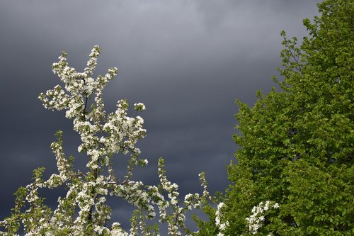 spring  apple tree  bloom