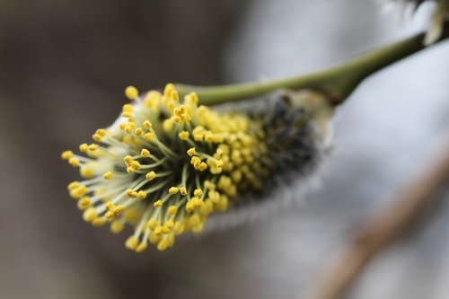 spring  nature  kidney