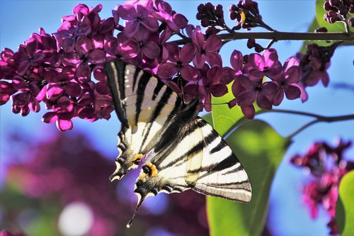 spring  lilac  butterfly