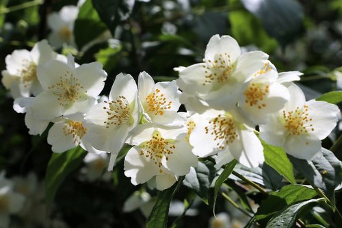 spring  jasmine  blooming