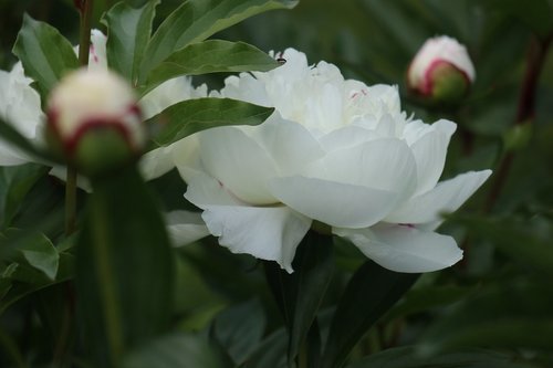 spring  garden  flowers