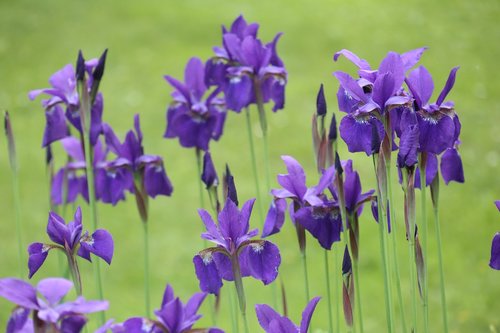 spring  garden  flowers