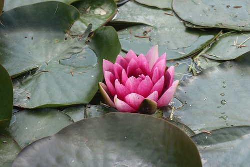 spring  pond  flower