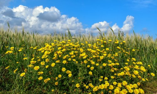 spring  field  flowers