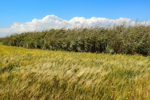 spring  field  barley