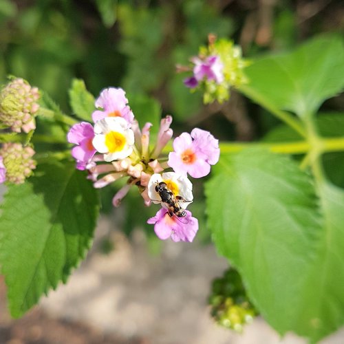 spring  flower  bug