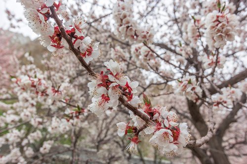 spring  colors  bloom