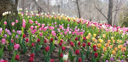 spring  nature  plants