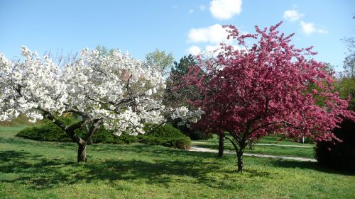 spring blossom nature