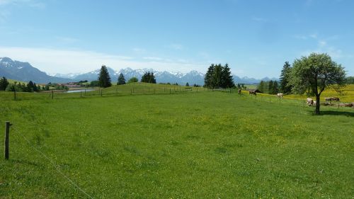 spring allgäu meadow