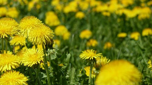 spring flowers yellow