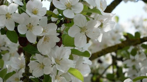 spring flowers white