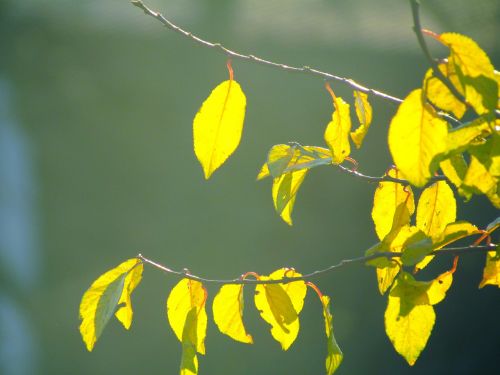 spring autumn leaves