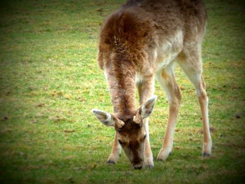 spring roe deer nature