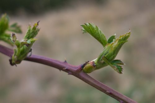 spring bud leaf