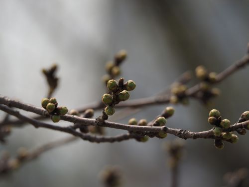 spring bud branches