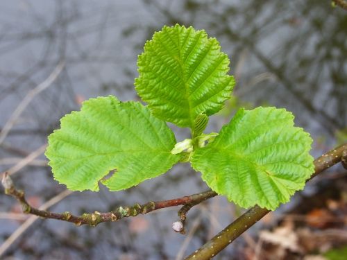 spring leaves plant