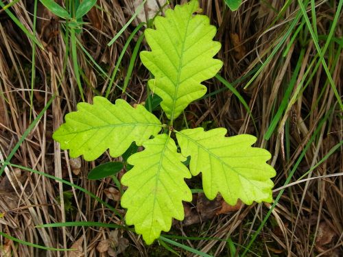 spring leaves forest