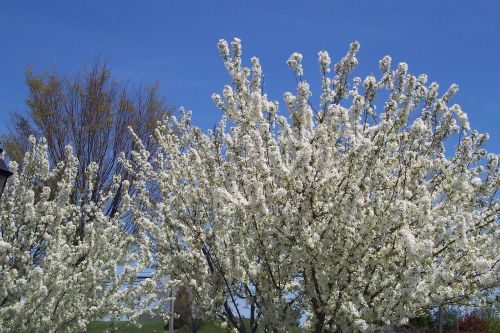 spring flowers nature