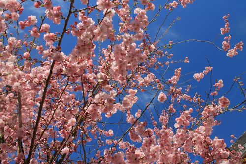 spring almond blossom almond tree