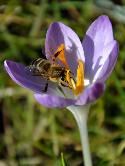 spring crocus blossom