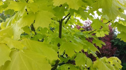 spring leaves leaf