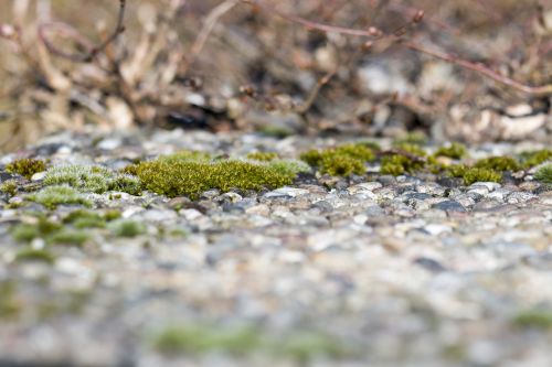 spring moss nature