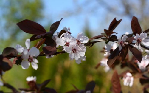 spring flowers beautiful