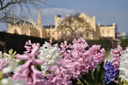 spring flowers hyacinth